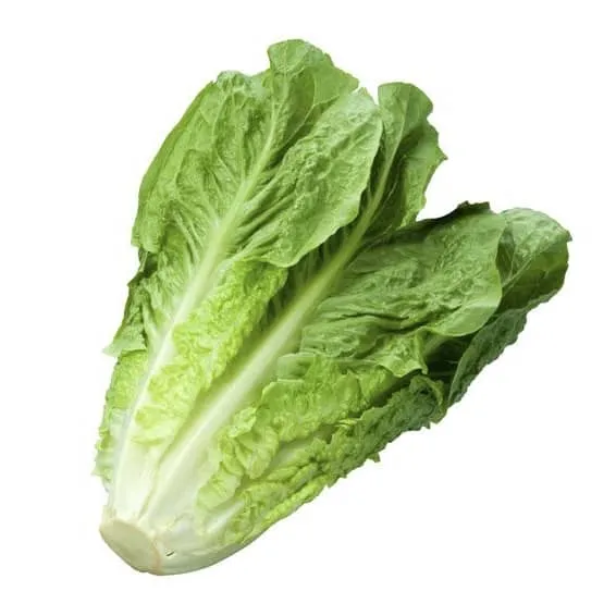 Lechuga Romana