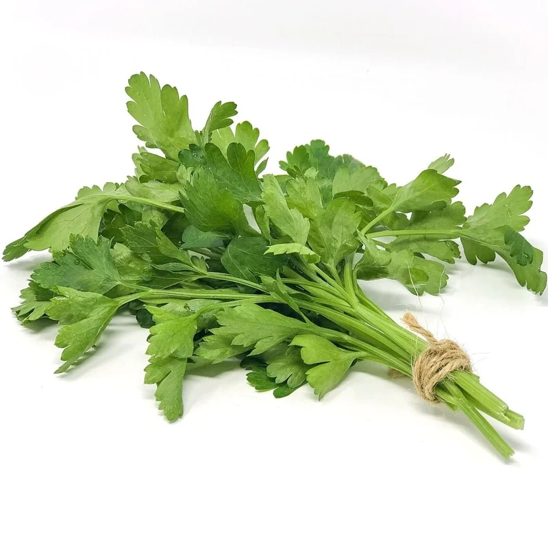 Cilantro