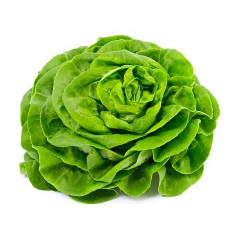 Lechuga Trocadero 1u
