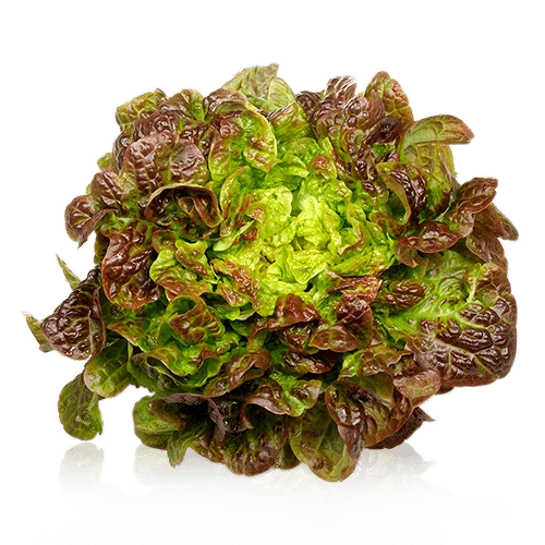 Lechuga Hoja de Roble 1u